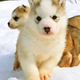 Cuddly but sensitive.